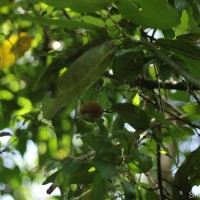 Myristica ceylanica A.DC.